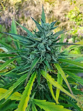 Lade das Bild in den Galerie-Viewer, Northern Lights AUTO
