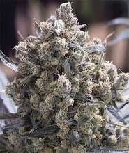 Lade das Bild in den Galerie-Viewer, GSC FEM (Girl Scout Cookies)
