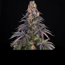 Lade das Bild in den Galerie-Viewer, GSC FEM (Girl Scout Cookies)
