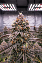 Lade das Bild in den Galerie-Viewer, Skittlez CBD FEM Cannabis Blüte im Grow-Zelt - bunte Hybrid-Buds mit fruchtiger Erscheinung
