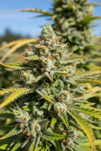 Lade das Bild in den Galerie-Viewer, White Widow FEM Cannabis Blüte outdoor im natürlichen Sonnenlicht - frostige Hybrid-Buds
