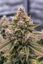 Lade das Bild in den Galerie-Viewer, Mimosa Evo F1 FEM Close-up - dichte Sativa-Hybrid-Buds mit orange-grünen Farbtönen und extremer Harzproduktion
