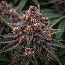 Lade das Bild in den Galerie-Viewer, Granddaddy Purple FEM Close-up - dichte Indica-Buds mit spektakulären tiefvioletten Farbtönen
