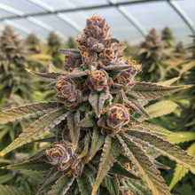 Lade das Bild in den Galerie-Viewer, Cookie Gelato FEM Close-up - dichte Hybrid-Buds mit Cookie-Gelato-Farbmix im Gewächshaus
