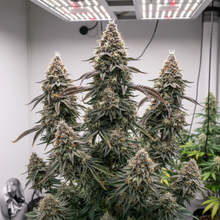 Lade das Bild in den Galerie-Viewer, Cookie Gelato FEM Gesamtansicht - ausgewogene Hybrid-Pflanze im professionellen Grow-Room
