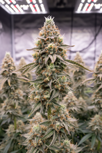 Lade das Bild in den Galerie-Viewer, Amnesia FEM Cannabis Blüte im Grow-Zelt - lange Sativa-dominante Buds mit klassischer Haze-Struktur
