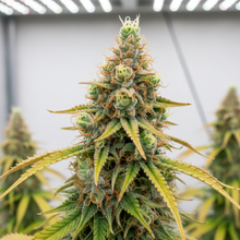 Lade das Bild in den Galerie-Viewer, Mango Haze FEM Close-up
