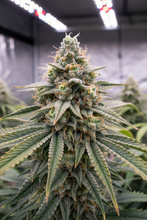 Lade das Bild in den Galerie-Viewer, Northern Lights AUTO Blüte im Grow-Zelt
