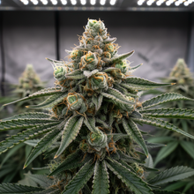 Lade das Bild in den Galerie-Viewer, Northern Lights FEM Close-up
