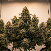 Lade das Bild in den Galerie-Viewer, Northern Lights FEM Gesamtansicht
