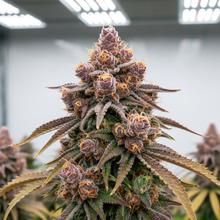 Lade das Bild in den Galerie-Viewer, Skittlez CBD FEM Close-up
