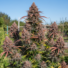 Lade das Bild in den Galerie-Viewer, Skittlez FEM Gesamtansicht
