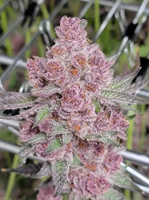 Lade das Bild in den Galerie-Viewer, Cherry Cola FEM
